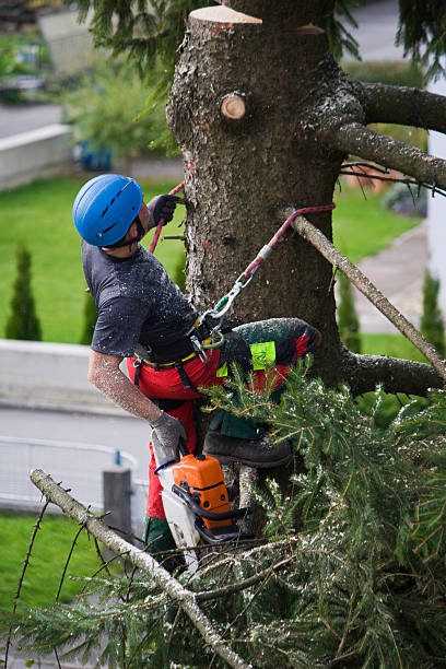 Best Tree Trimming and Pruning  in USA